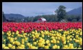 Picture Title - The Barn Across the Way