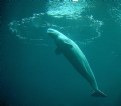 Picture Title - Beluga Whale