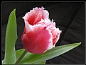 Picture Title - A kind tulip(my flower)