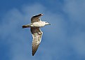 Picture Title - C Gull
