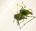 Picture Title - The Green Bug