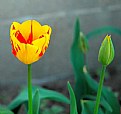 Picture Title - Colorful Spring Tulip