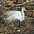 Great Egret Nesting with Eggs