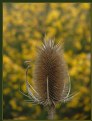 Picture Title - Teasel and Gorse