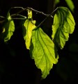 Picture Title - Autumn in Banyule #2