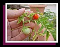 Picture Title - Barbie's Giant Tomatoes