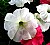 White Petunia - Spring 2006