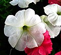 Picture Title - White Petunia - Spring 2006