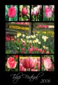 Picture Title - Tulip Festival