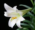 Picture Title - Easter Lilly #2