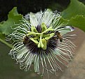 Picture Title - Busy Bee's on the Passion Flower