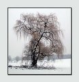 Picture Title - Willow Tree