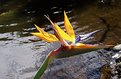 Picture Title - bird of paradise