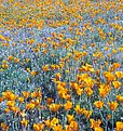 Picture Title - Spring Poppies