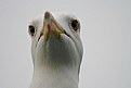 Picture Title - a seagull