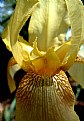 Picture Title - Yellow Iris
