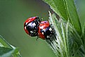 Picture Title - coccinelle