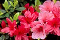 Picture Title - azalea
