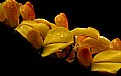Picture Title - Yellow Dew