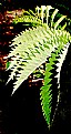 Picture Title - Edges Green