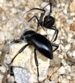 Picture Title - Black Widow Spider