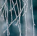 Picture Title - Frosty Twigs