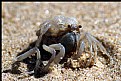 Picture Title - Soldier Crab.