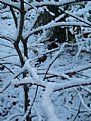 Picture Title - Snowy Branch