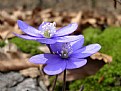 Picture Title - Hepatica Nobilis