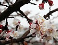 Picture Title - Blossom and snow