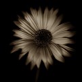 Picture Title - Sepia Flower