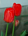 Picture Title - Red Tulips