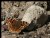 Compton Tortoiseshell (Nymphalis vaualbum)