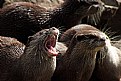 Picture Title - Otters