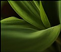 Picture Title - lily leafs