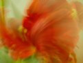 Picture Title - Tulip abstract...