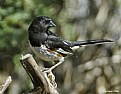Picture Title - Eastern Towhee