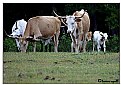 Picture Title - Texas long horns