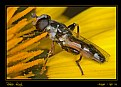 Picture Title - Pollen feast