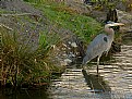 Picture Title - Blue Heron