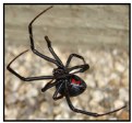 Picture Title - Black Widow 2