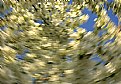 Picture Title - Dizzy Spring