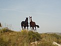 Picture Title - wild horses