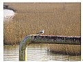 Picture Title - the alone sea bird