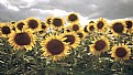 Picture Title - Girasoles para Alicia 