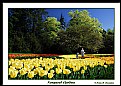 Picture Title - Longwood Gardens-Spring view (d073)