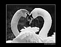 Picture Title - white swans