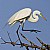 Great Egret out on a limb