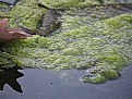 Picture Title - spring growth - algae