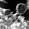 Picture Title - Sunflowers Infrared